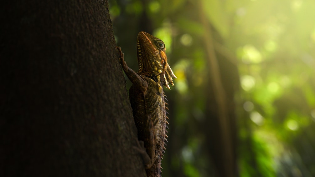 Tropical rainforest scene on a private Daintree River cruise