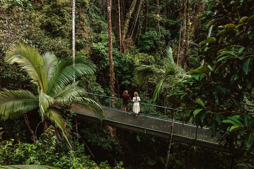 Exploring ancient forests in the Daintree