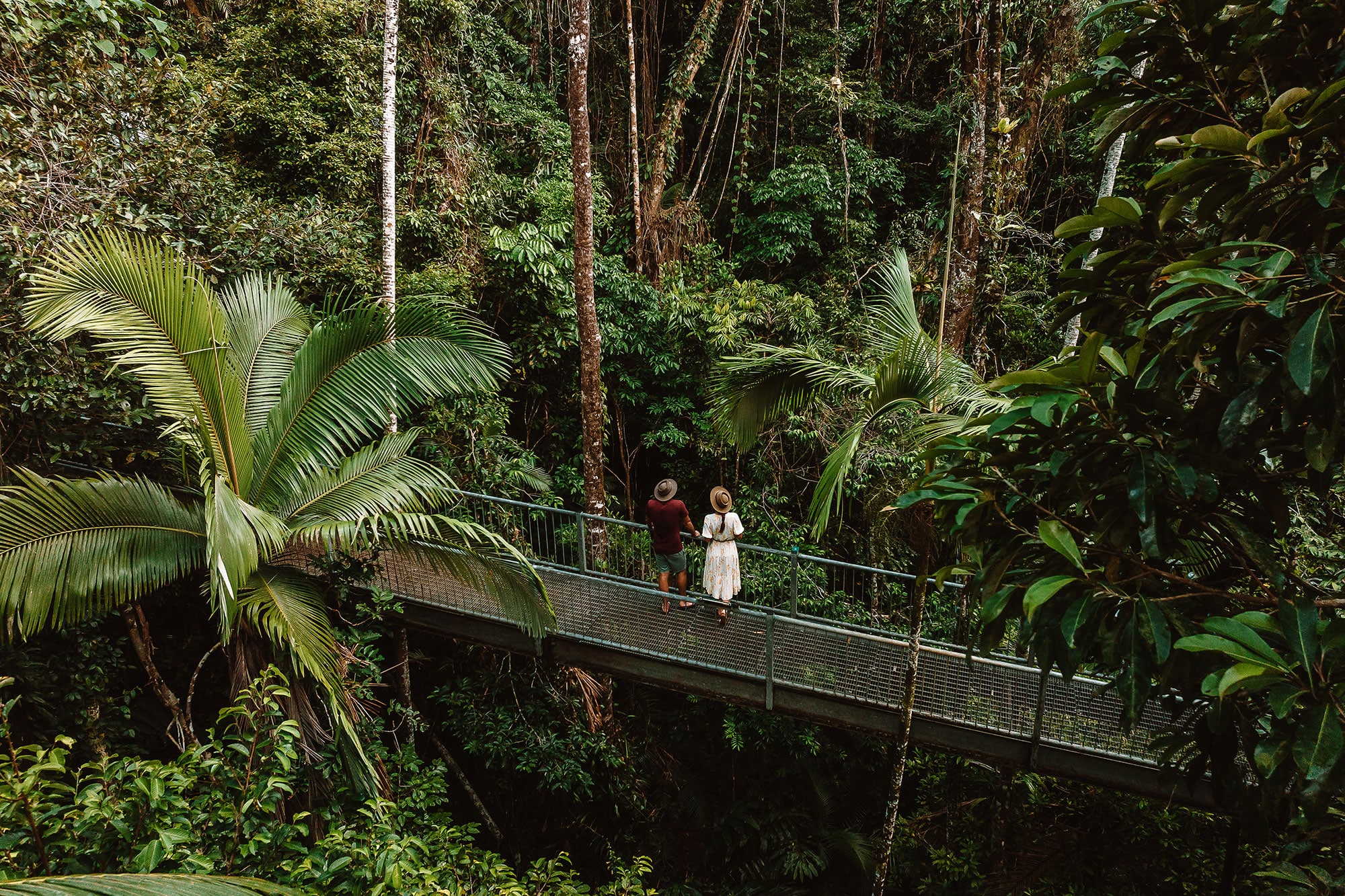 Exploring ancient forests in the Daintree
